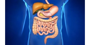 Шлунково-кишковий тракт (тезово)