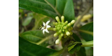 Актуальні причини пити сік Ноні