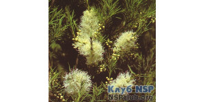 Застосування та історія ефірної олії чайного дерева