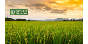 З чого почати в NSP: покрокове керівництво для новачка З чого почати в NSP: покрокове керівництво для новачка