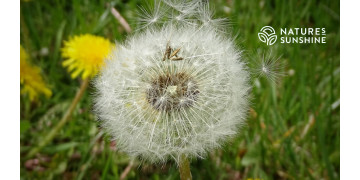 Легкість і сила щодня: натуральні рішення від NSP Легкість і сила щодня: натуральні рішення від NSP