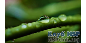 Які переваги Хлорофілу?