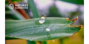 Подагра: як харчування та нутрицевтики NSP допомагають знизити сечову кислоту Подагра: як харчування та нутрицевтики NSP допомагають знизити сечову кислоту